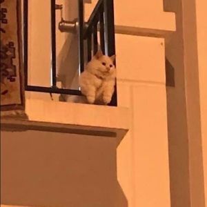 Meet your Posher, Rani